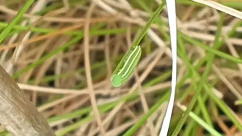 Lancashire Wildlife Trust Manchester argus butterfly cocoons