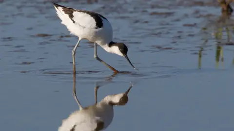 Natural England/Allan Drewitt Avocet