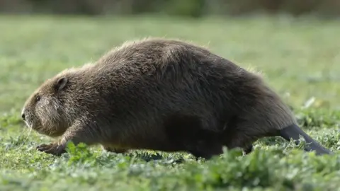 PA Media A beaver running