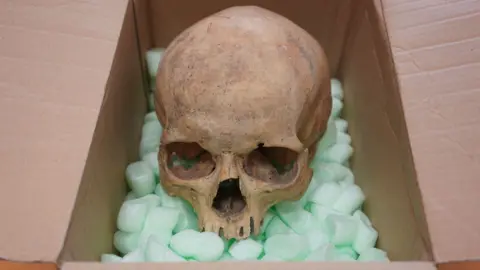 St Stephen's Cathedral A skull in a cardboard box with green polystyrene