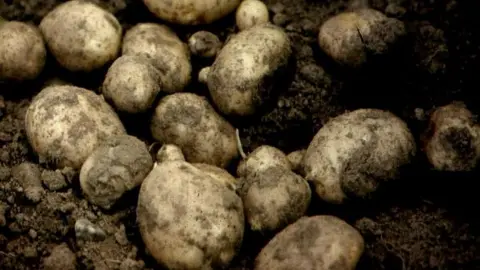 Potatoes in soil