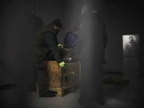 Michał Siarek A team opens a crate to check on an evacuated tiger cub