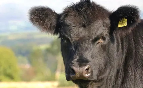 Getty Images Aberdeen Angus cattle