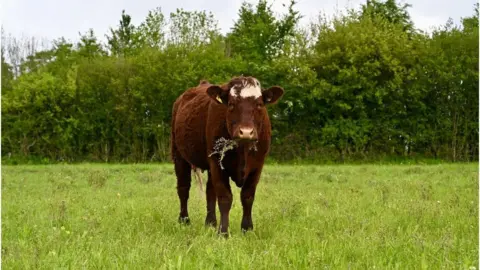 Jasmine Beer munching cow