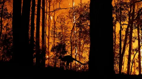 Getty Images A kangaroo flees an approaching fire front in New South Wales on 15 November 2019