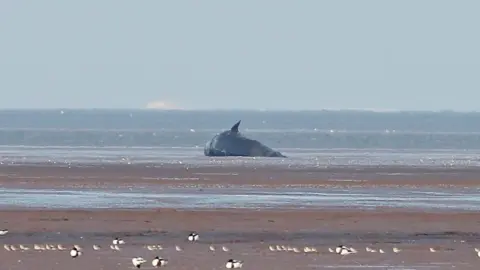 Les Bunyan Wildlife Photography Stranded dead sperm whale