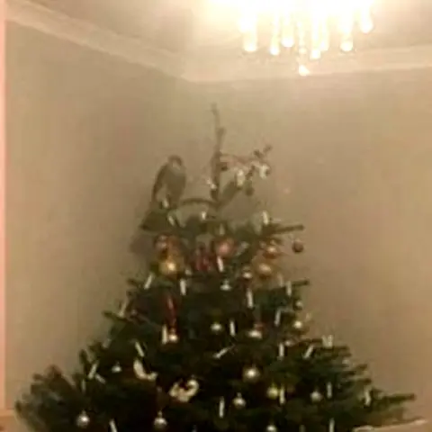 New Arc Sparrowhawk in Christmas tree