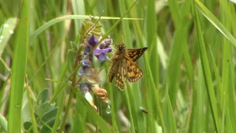 BBC Butterfly