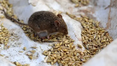 Getty Images A mouse on a plastic sheet at a farm in Australia