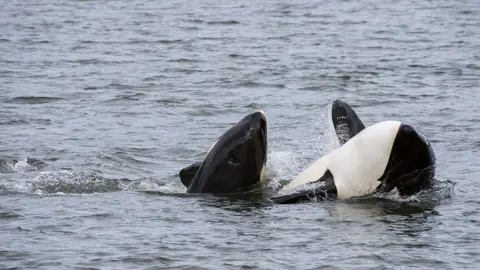 Getty Images Mother killer whale (orca) with baby