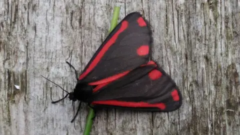 Josefa Reyes An unusual moth snapped in a garden in Rose Hill
