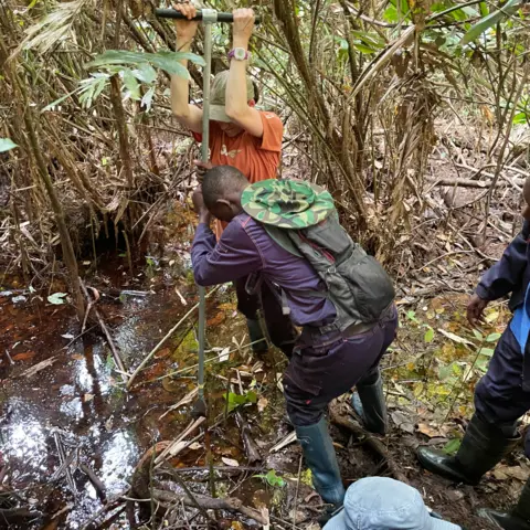 People working in forest