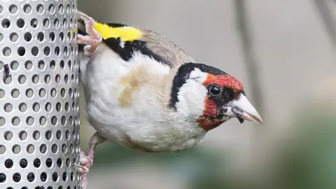 Cliff Kinch A goldfinch on a nyjer seed feeder in Milcombe