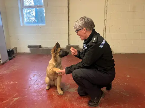 Sarah Hindmarsh is kneeling beside Chief the brown and black puppy, with his paw in her hand. She has short grey hair and is wearing a black and blue police uniform. Chief is looking intently at her other hand, which is closed in a fist.
