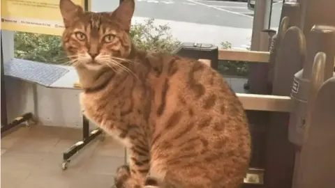 An image of Bengal cat Paul sitting in the station at Liverpool South Parkway