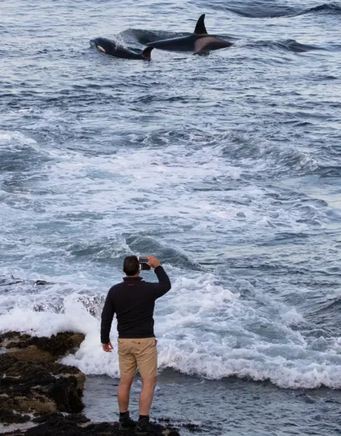Karen Munro Orca off Caithness coast