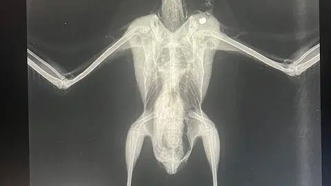 RSPCA An X-ray image of the bird showing it has a pellet in its left shoulder