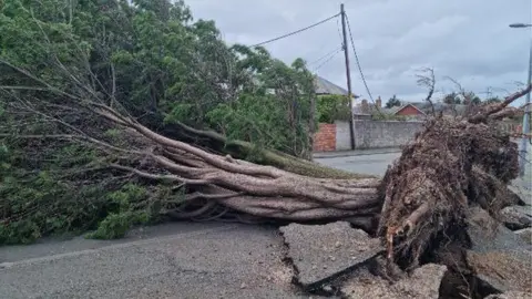 andyh2410 Fallen tree in Rhyl