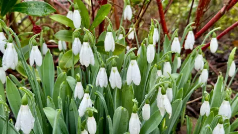 Monique/Weather Watchers A bunch of snowdrops covered in water droplets is coming out of the ground.