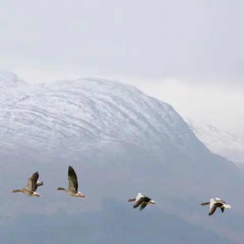 Quintin Lake Greylag geese with Garbh Bheinn, Loch Sunart, Highland, Scotland