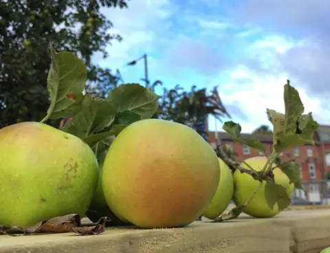 Sheffield Fruit Trees Sheaf Pippin apples