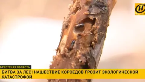ONT TV Bark beetles in a pine tree, Belarus.