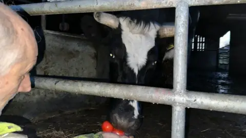 Ollie Conopo/BBC Cow