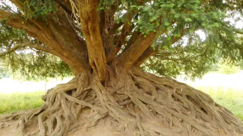 Waverley Abbey yew tree