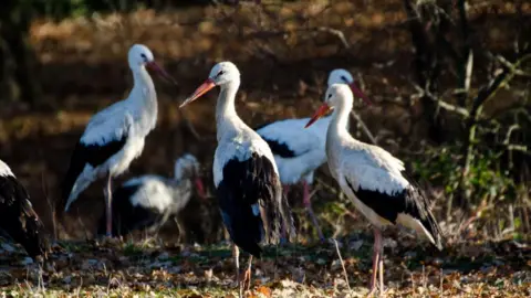 Five black and white storks. the birds are stood on grassland covered in brown leaves.