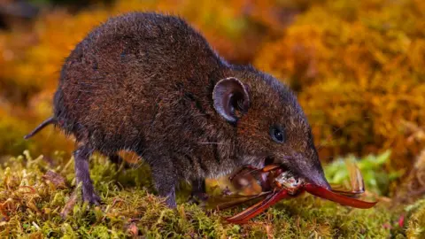 Quentin Martinez Hylomys dorsalis seen in the wild on Mount Murud, Sarawak, Borneo, Malaysia.