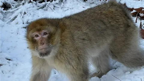 Trentham Monkey Forest A monkey in the snow