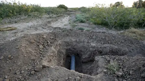 Getty Images Iran pistachio farm