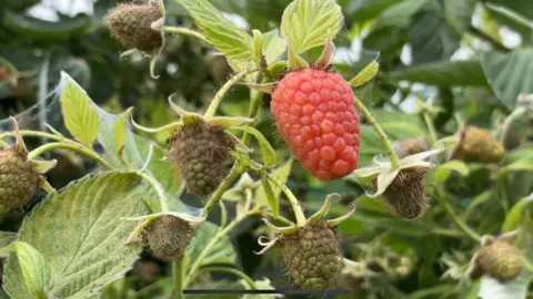 BBC Raspberries