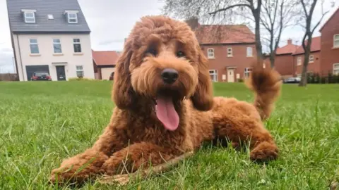 Natallie Cobden Elvis the cockapoo