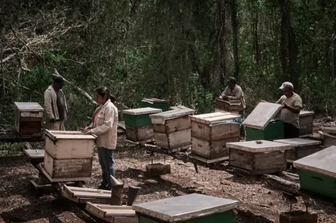MAHE ELIPE Beekeepers in Hopelchén, Campeche in southeast Mexico