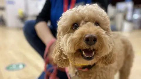 BBC Therapy dog