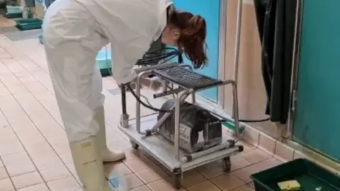 RSPCA steam and seals at East Winch