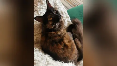 RSPCA Minerva the cat