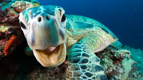 Getty Images A turtle