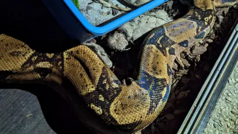 Dumped boa constrictor in vivarium, Widdington