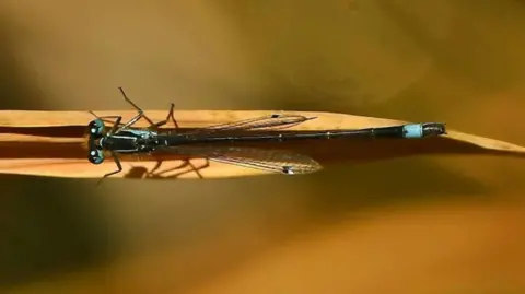 Paul Murdock A blue damselfly rests on a brown leaf. The damselfly has bright blue markings on its body and has delicate wings. 