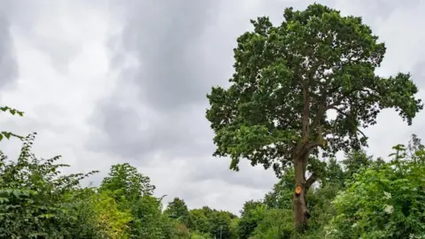 TERRY-HARRIS.COM An at-risk 600-year-old oak tree in Peterborough