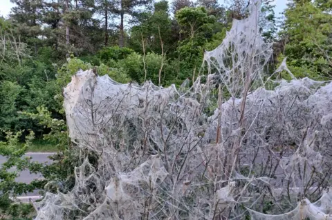 Jonathan Orland Likely Ermine moth caterpillars on the A146 between Chedgrave and Thurton