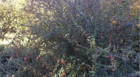 Wisley's famous berberis