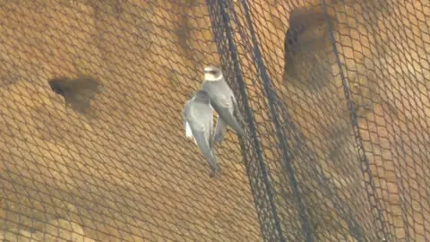 BBC Sand martins