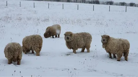 Sandy Sun sheep in snow