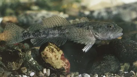 DEA/C GALASSO/GETTY Bullhead fish