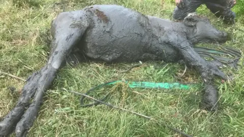 Freed calf covered in mud