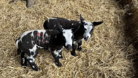 Two black and white lambs