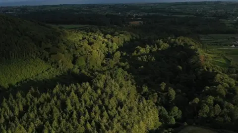 Michael Cooper Photography Mourne Park woodland